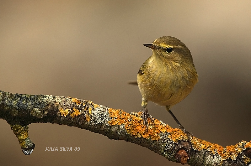 Mosquitero II