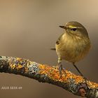 Mosquitero II