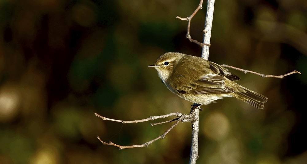 mosquitero silvador.