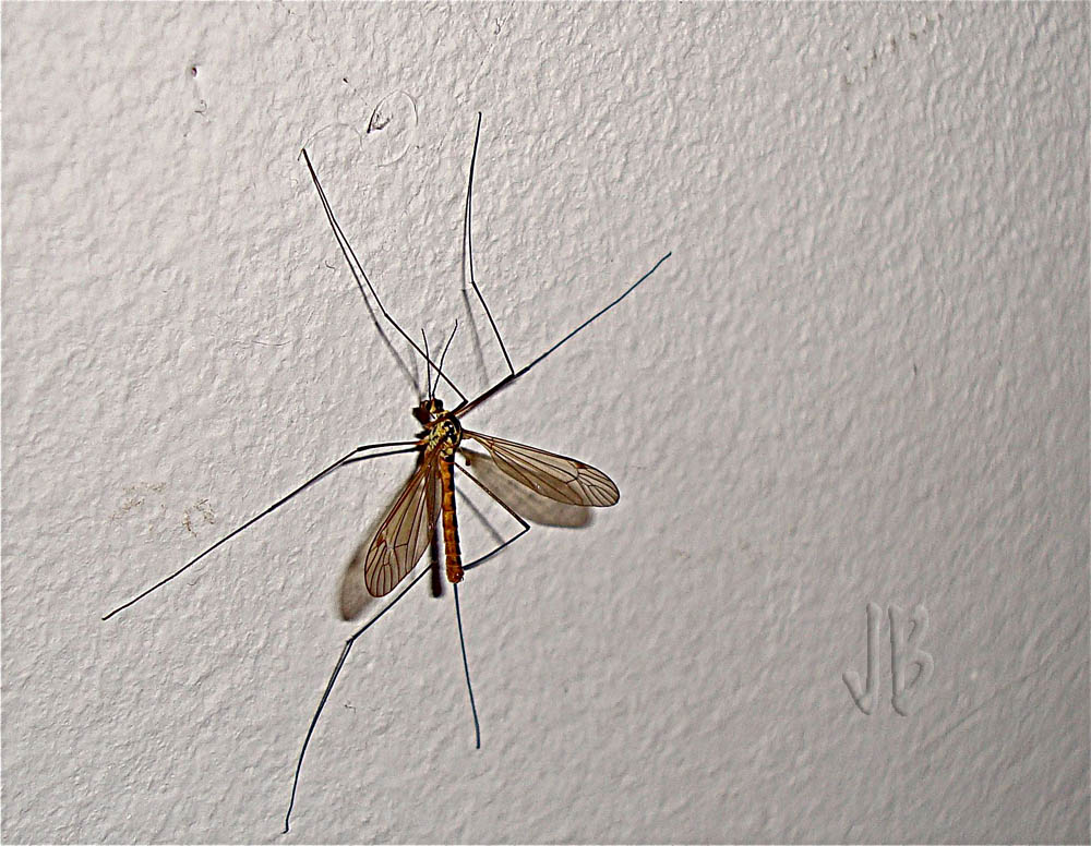 MOSQUITO