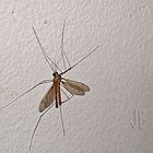 MOSQUITO