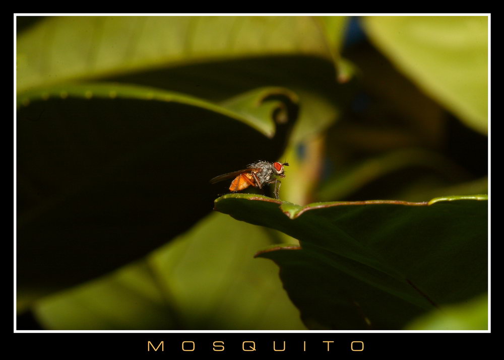 mosquito