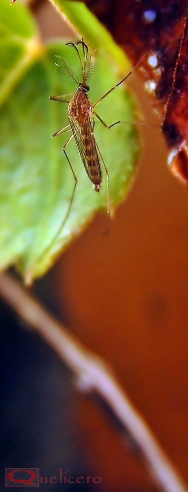 Mosquito en vertical