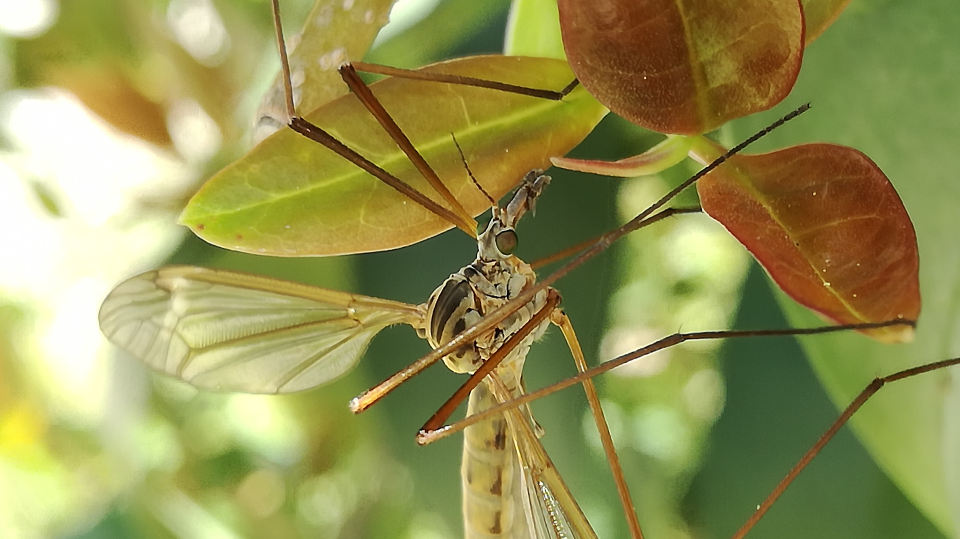 Mosquito macro