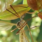 Mosquito macro