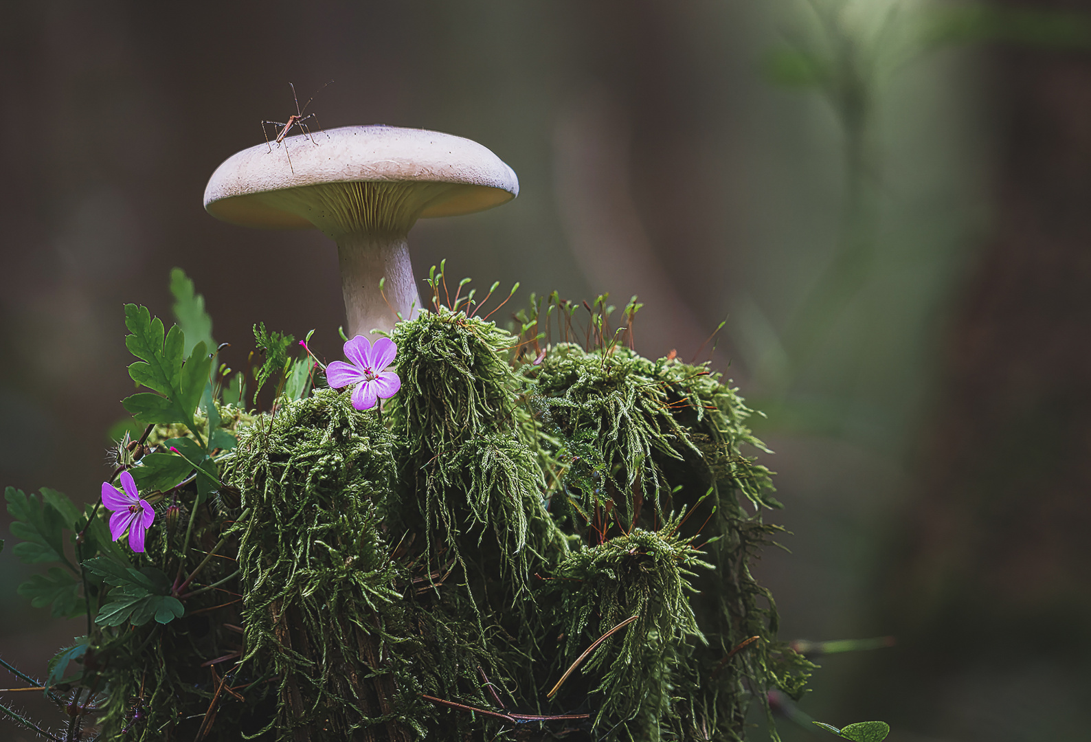 Mosquito on a mushroom