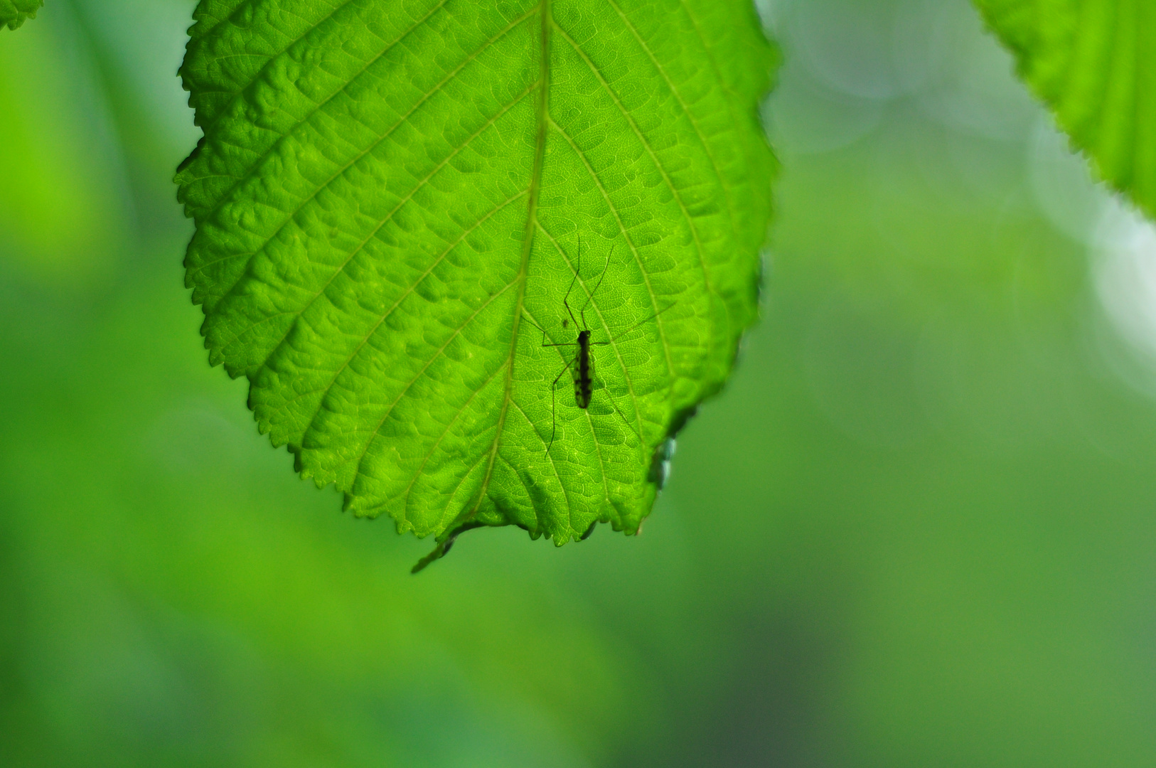 mosquito's resting place