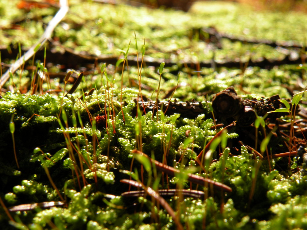 moss