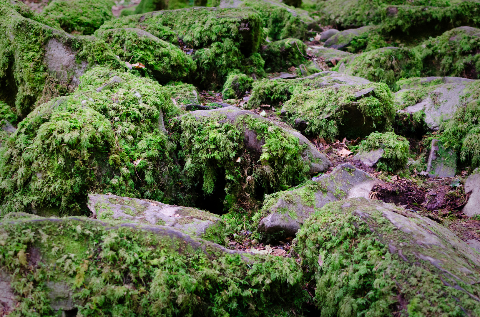 ... moss ...