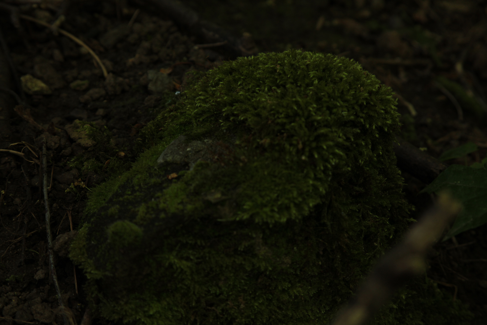 Moss - 3