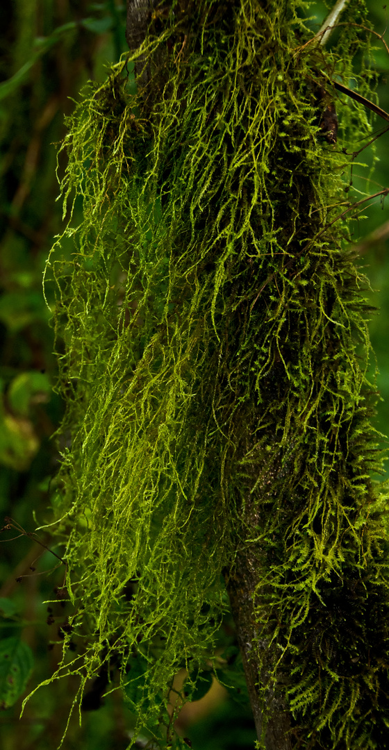 Moss