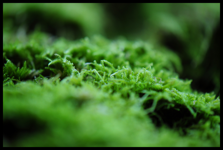 Moss