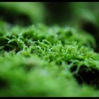 Moss