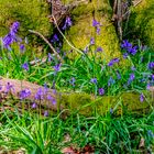 "Moss and Blue-Bells"