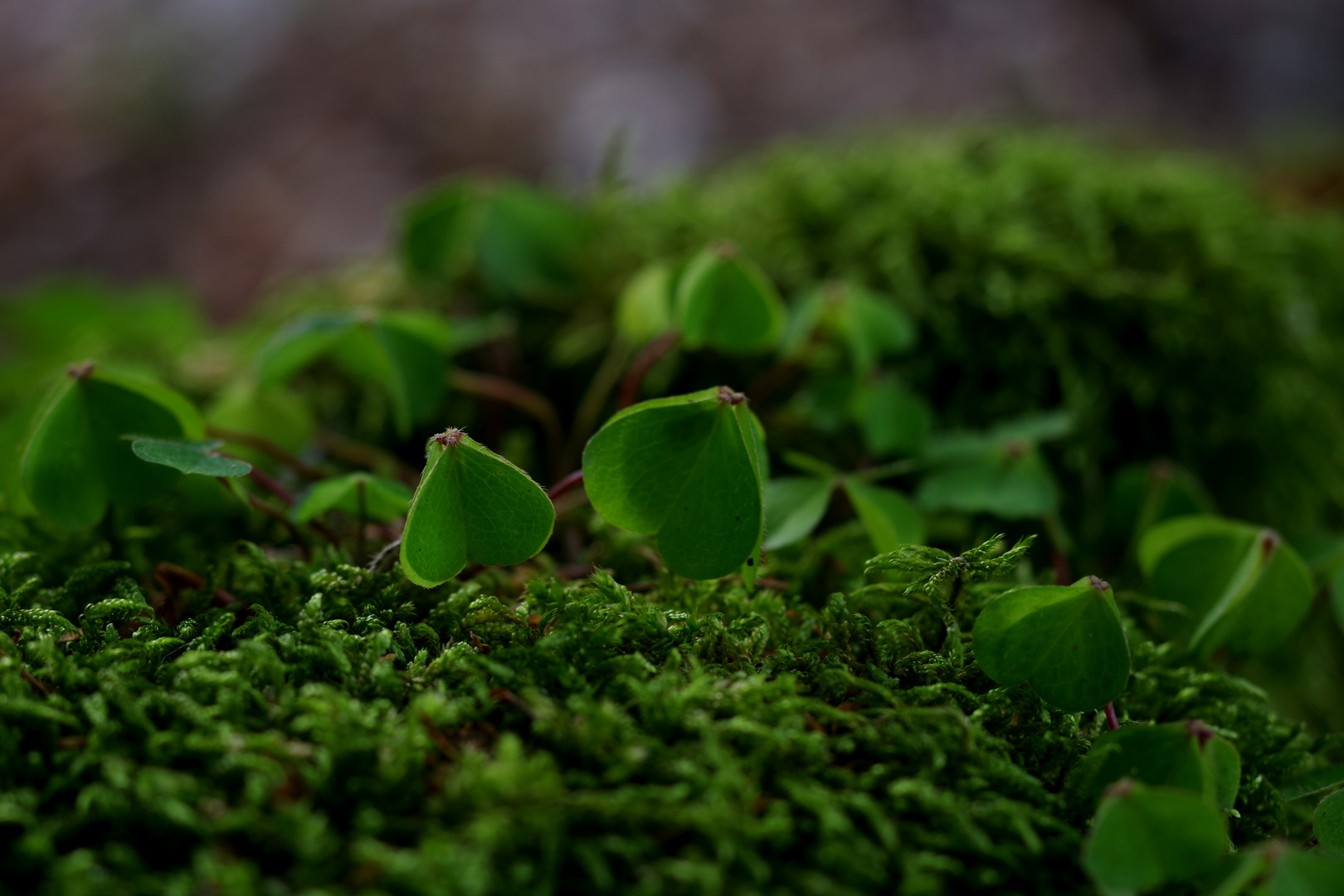 moss and clover