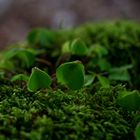 moss and clover