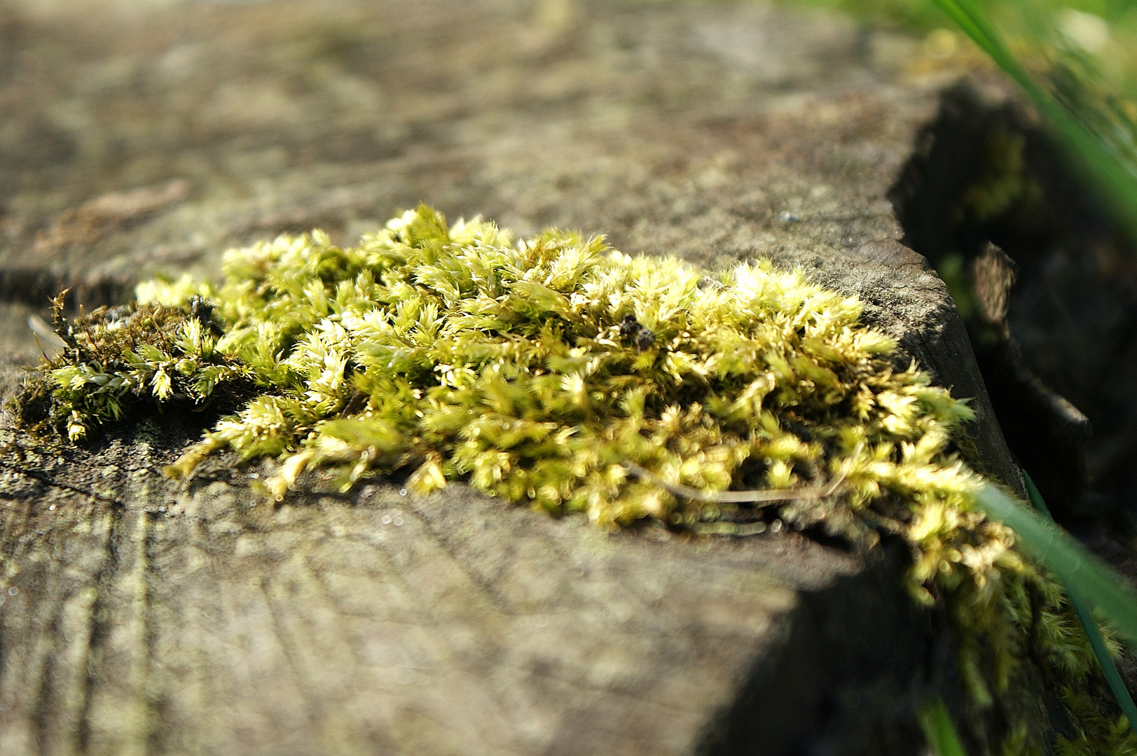 Moss auf einem alten Baumstumpf