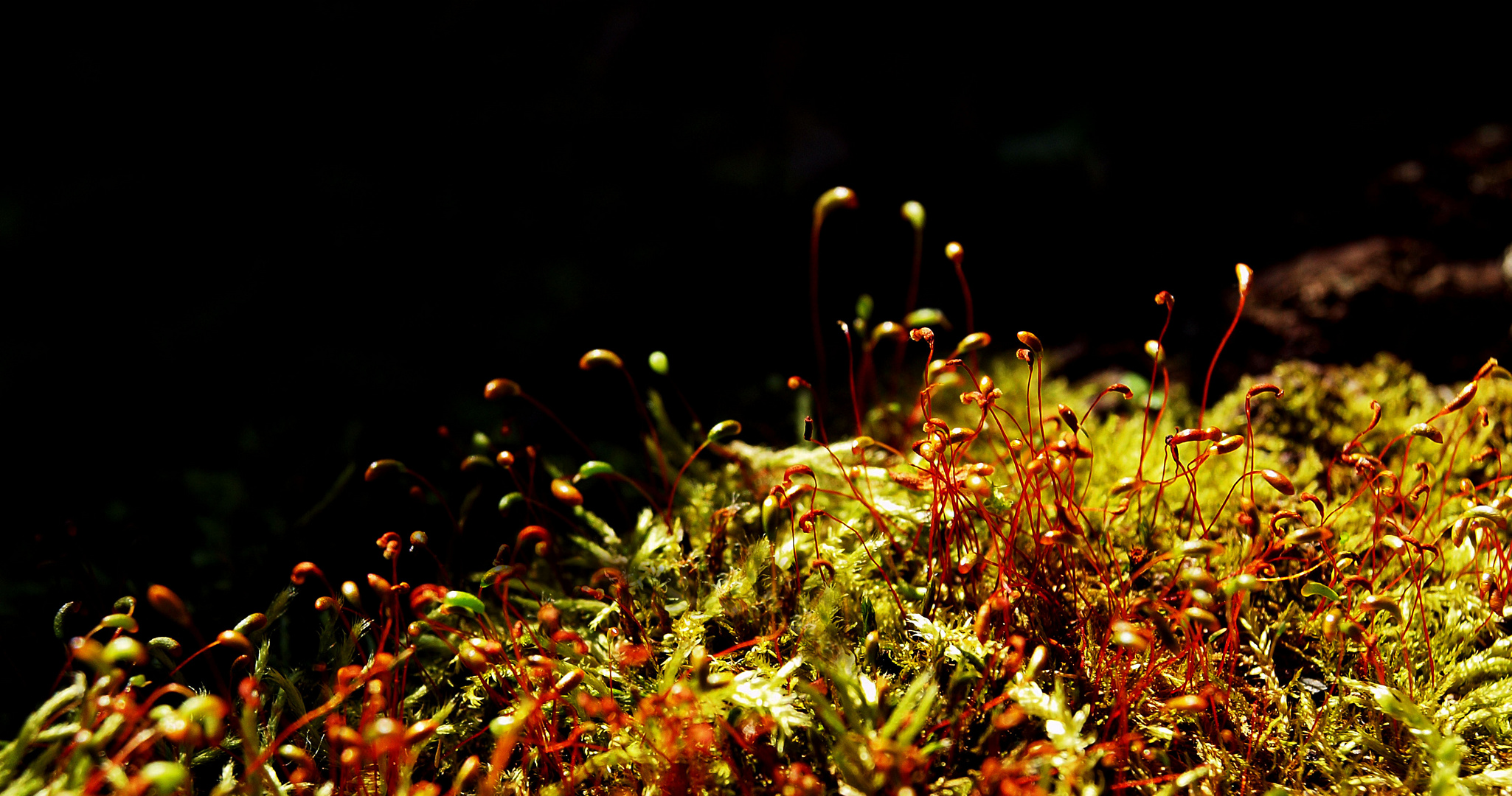 moss