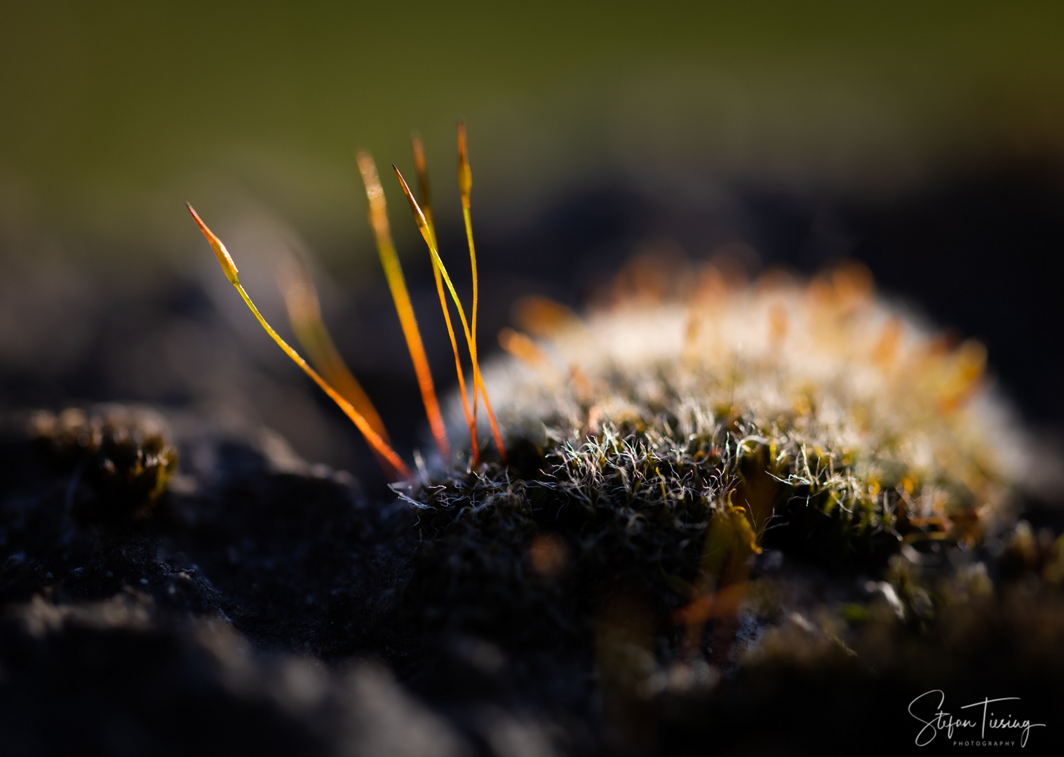 Moss Ball with Antenna