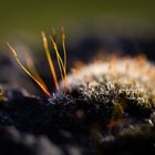 Moss Ball with Antenna