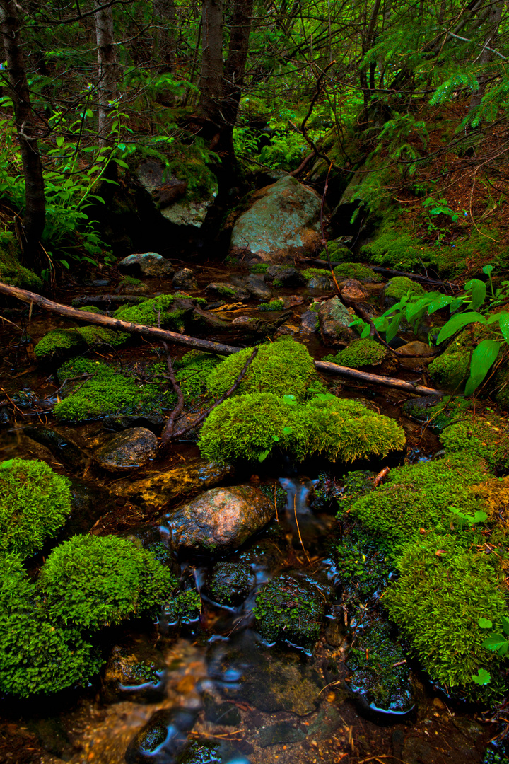 Moss Covered Stream