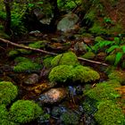 Moss Covered Stream