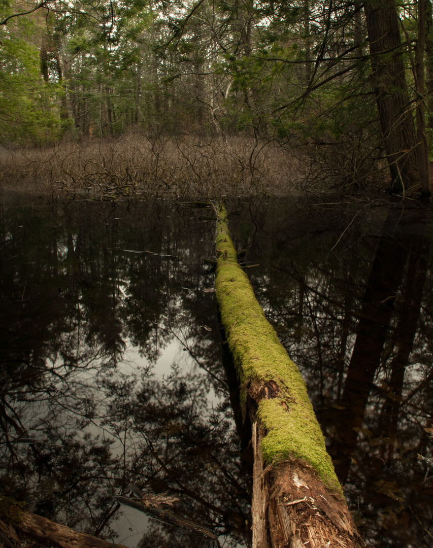 Moss covered Tree