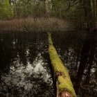 Moss covered Tree