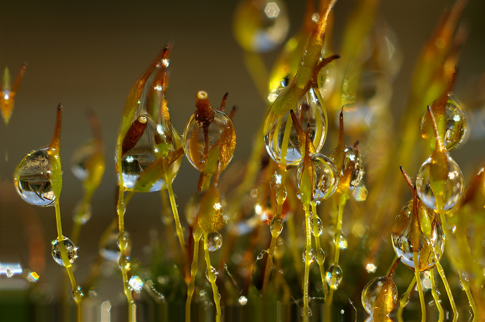 Moss Drops