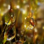 Moss Drops II