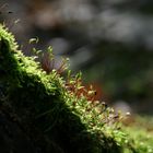 Moss