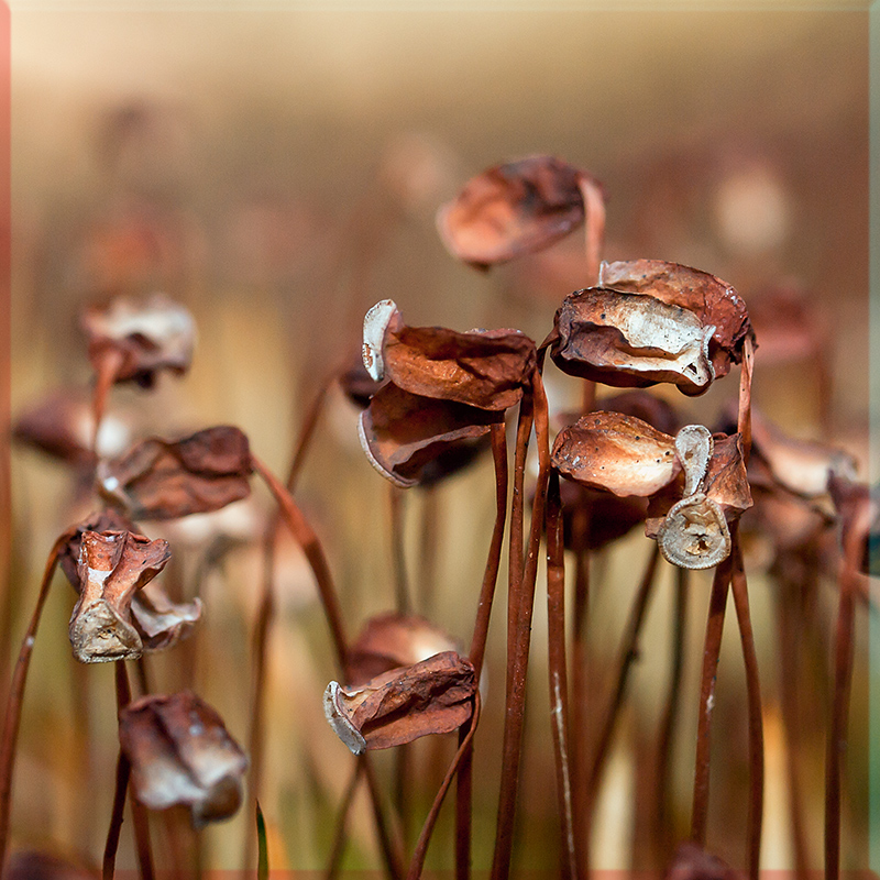 Moss flowers