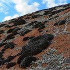 * moss growing on rock *