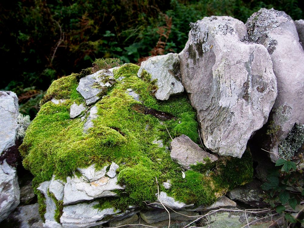 Moss in Kintyre