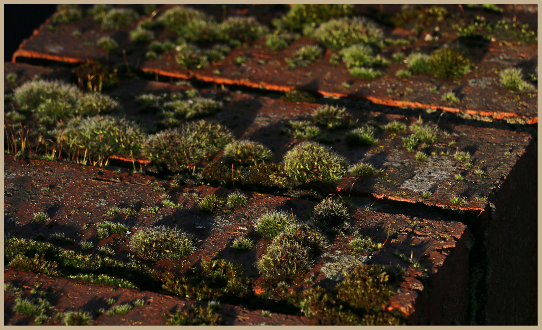 moss in low light