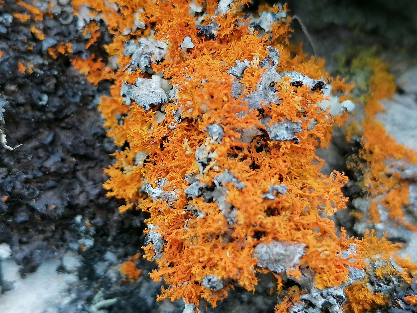 moss in the snow