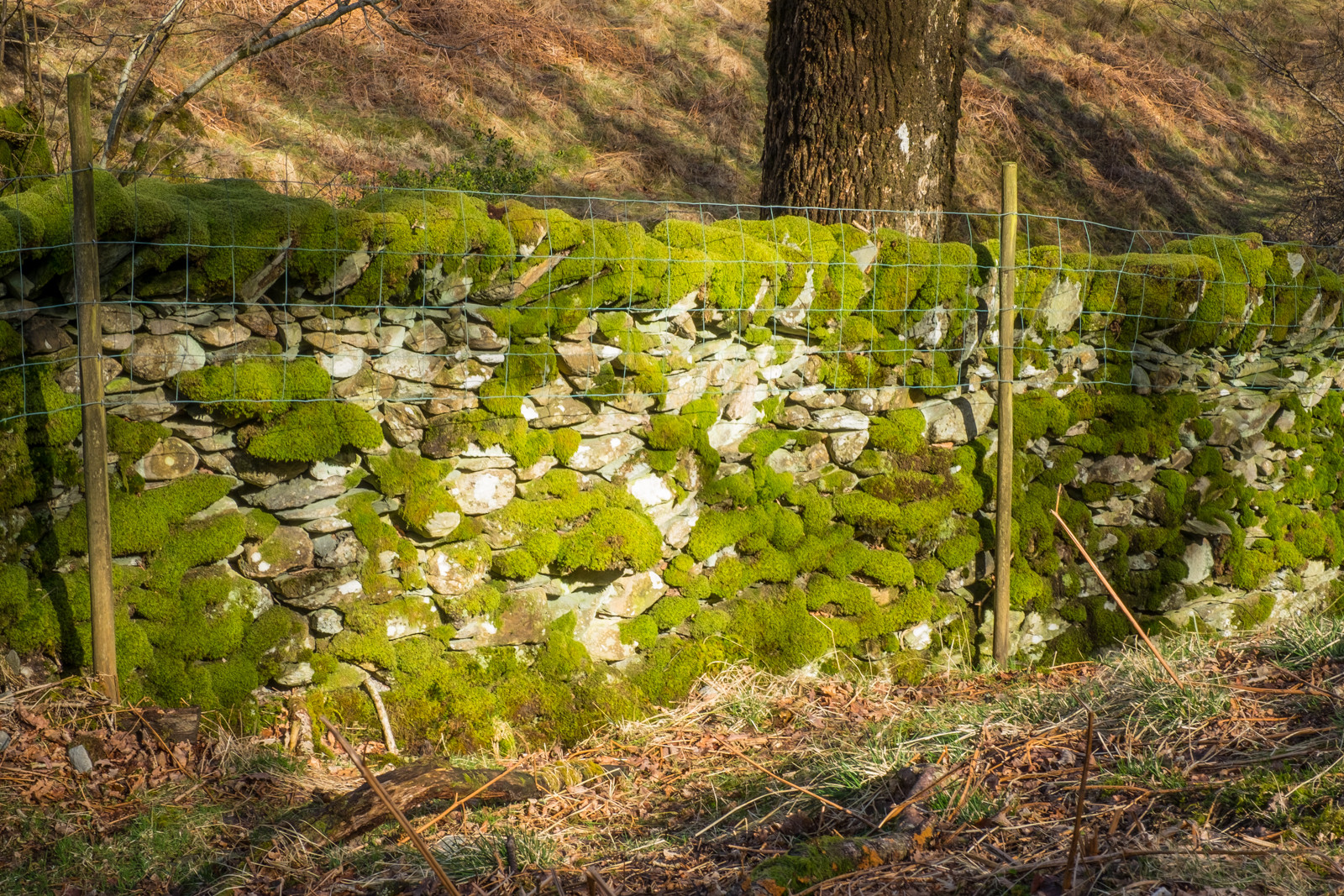 "Moss on Drystone Wall"