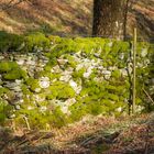 "Moss on Drystone Wall"