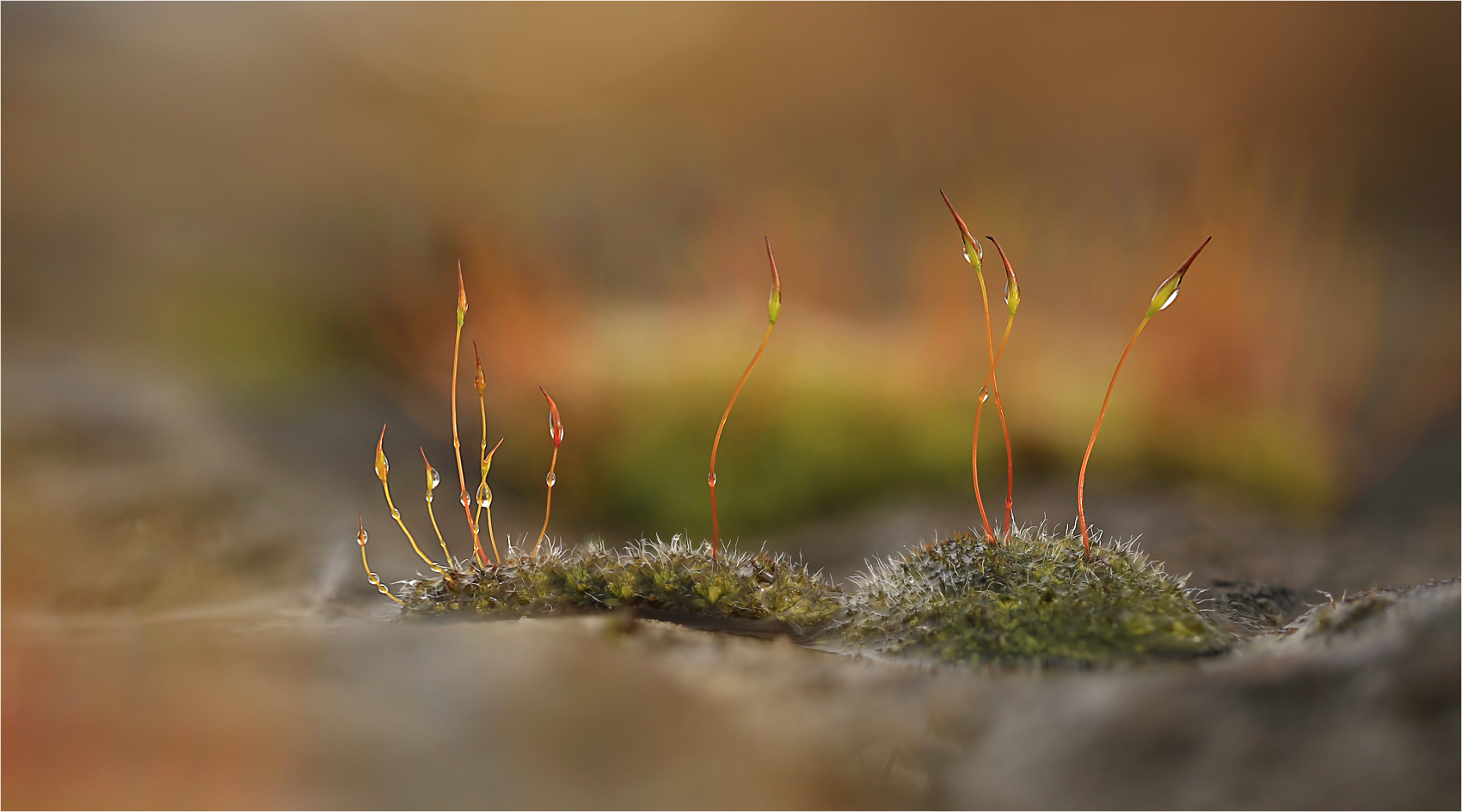 Moss on the rocks #26