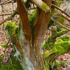 Moss on Wood 2