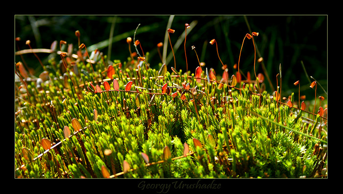 Moss (Polytrichum commune)