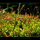 Moss (Polytrichum commune)