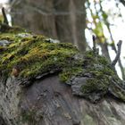 Moss slug