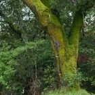 Moss Tree