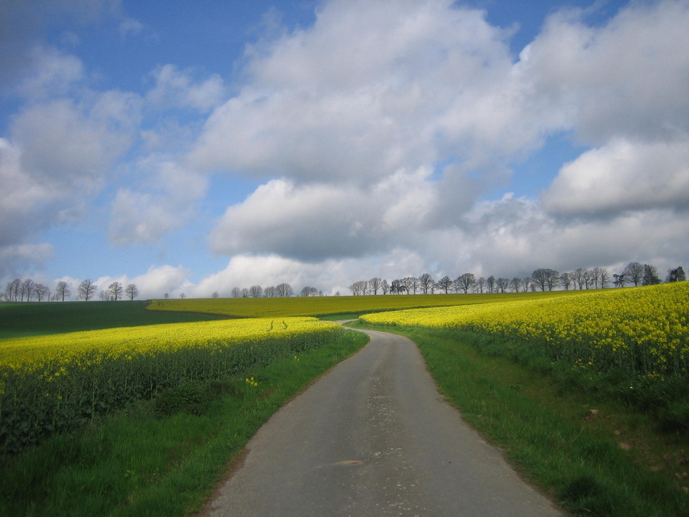 Mossauer Höhe ~ Odenwald