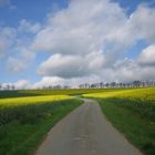 Mossauer Höhe ~ Odenwald