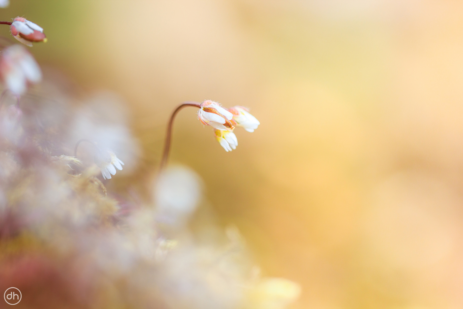 Mossblüte