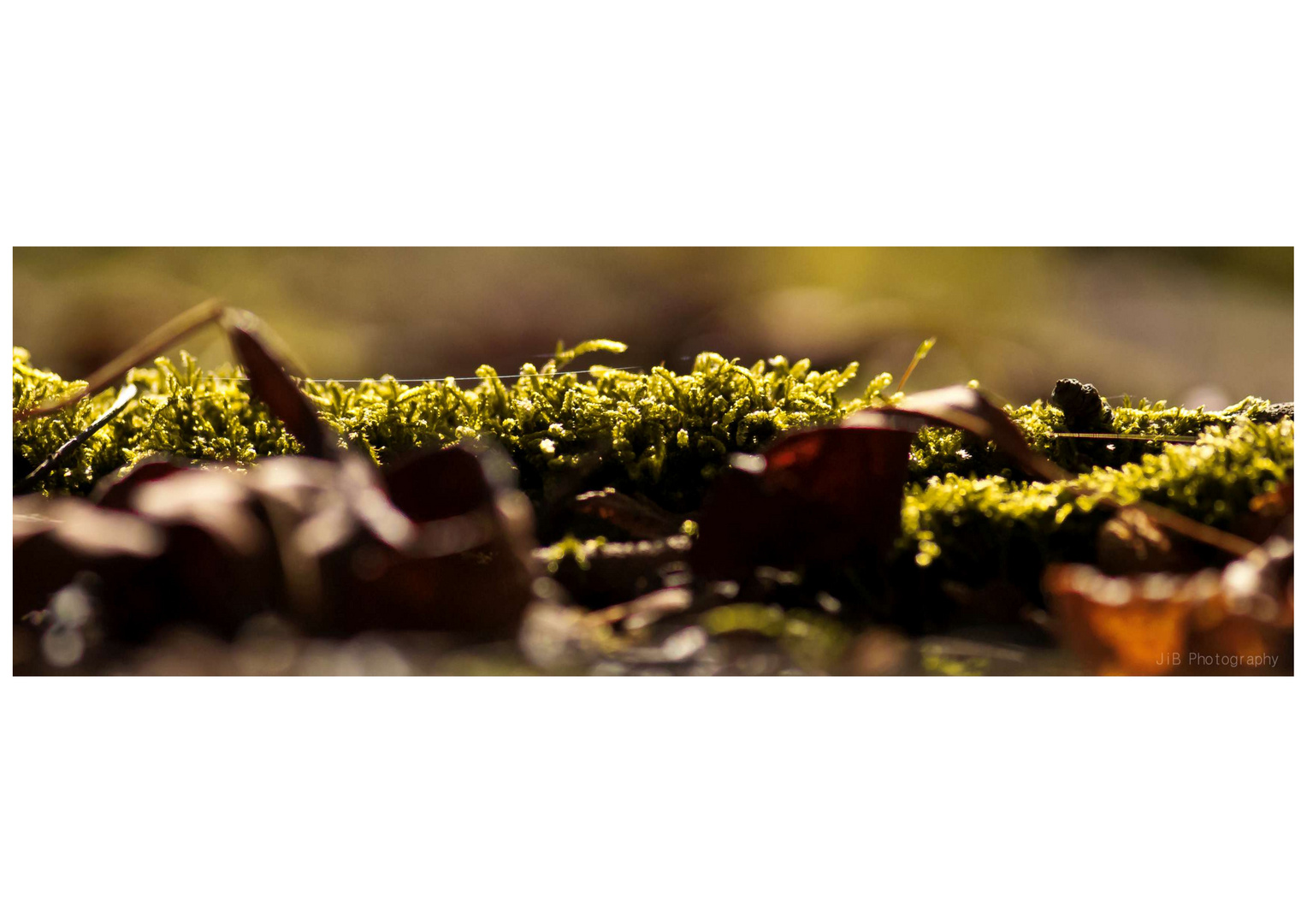 moss,cobwebs,and more moss