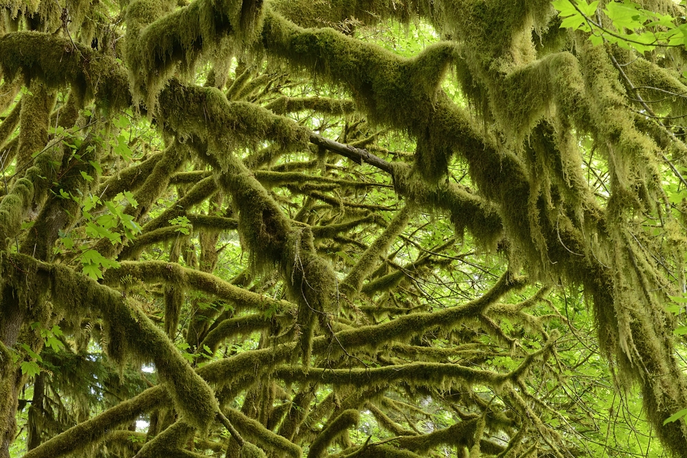 Mossdraped branches