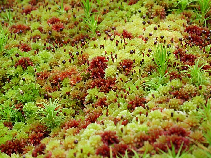 mosses